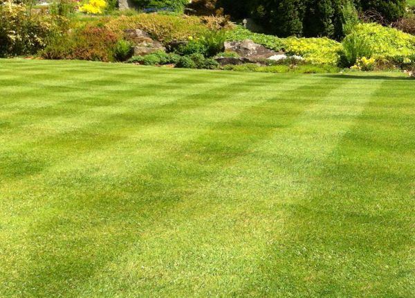 Cost of Commercial Grass Cutting in Mount Vernon