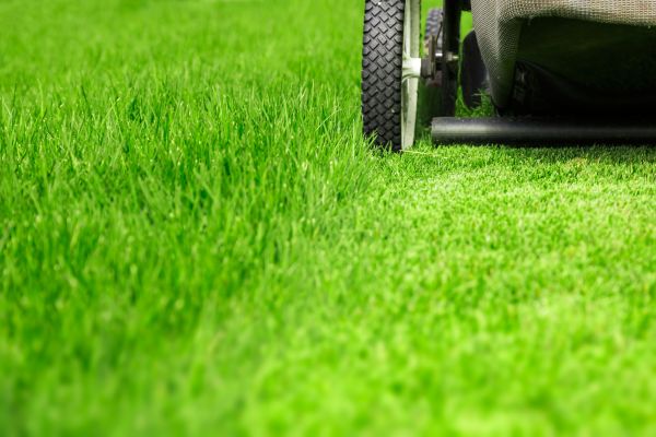 Cost of Weekly Lawn Care in Mount Vernon