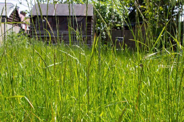 Cost of Overgrown Lawn Trimming in Mount Vernon