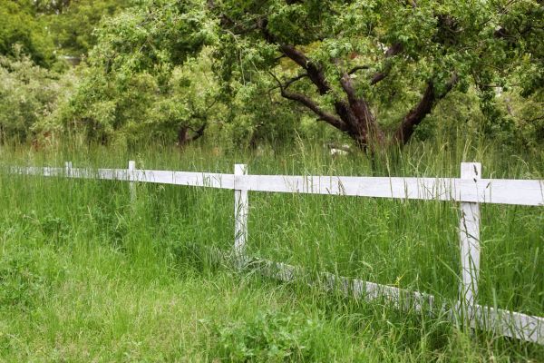 Cost of Fence Line Trimming in Mount Vernon