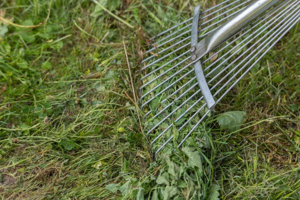 Thatch Raking in Mount Vernon