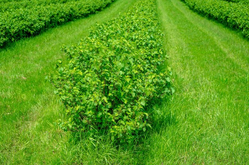 Business Grass Cutting