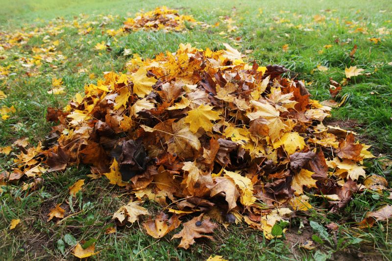 Healthy Fall Lawn