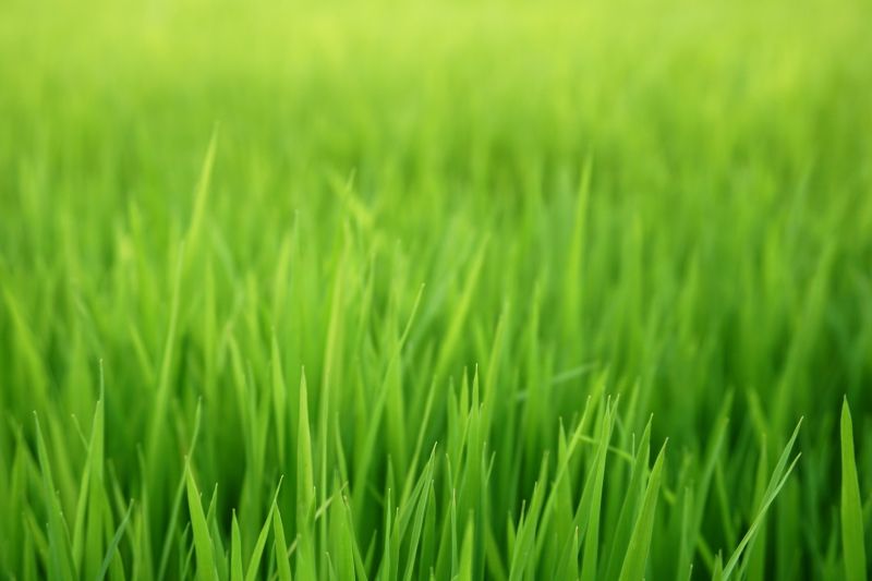 Residential Lawn Mowing detail