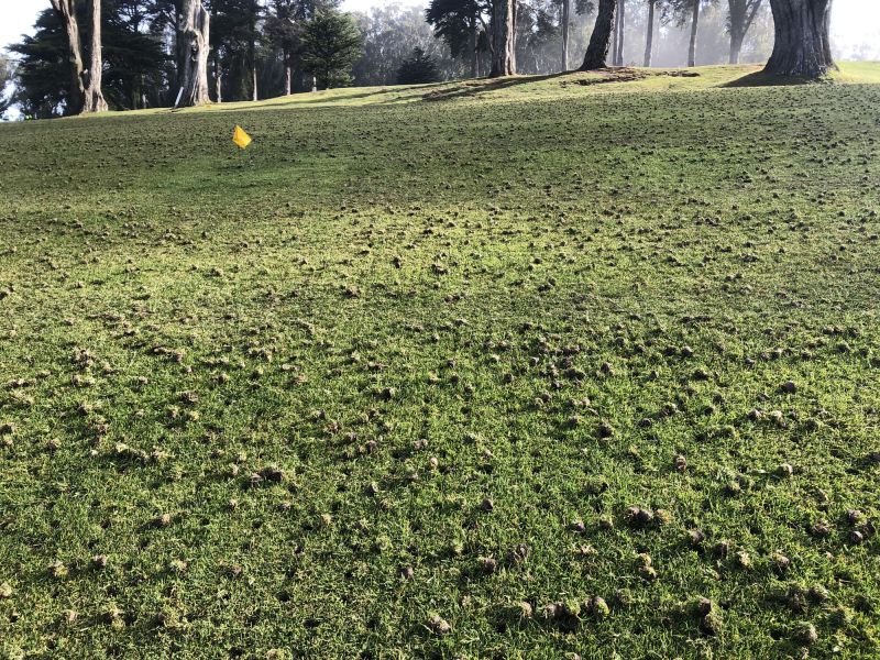 Golf Course Lawn Care