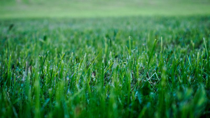 Grass Care Service