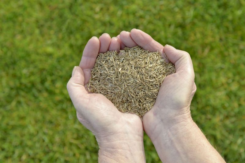 Grass Care Service