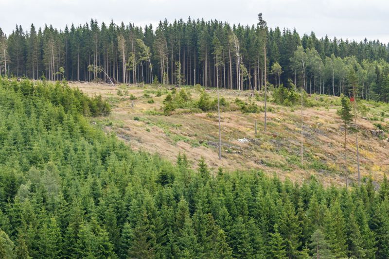 Hillside Mowing
