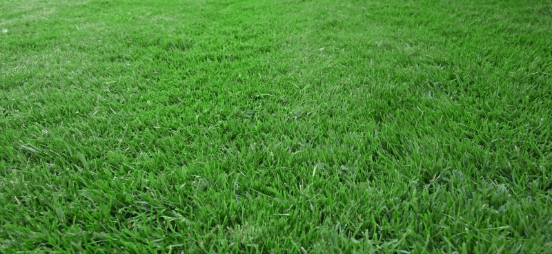 Lawn Care And Maintenance