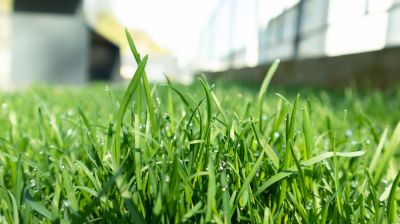 Grass Growth Pattern