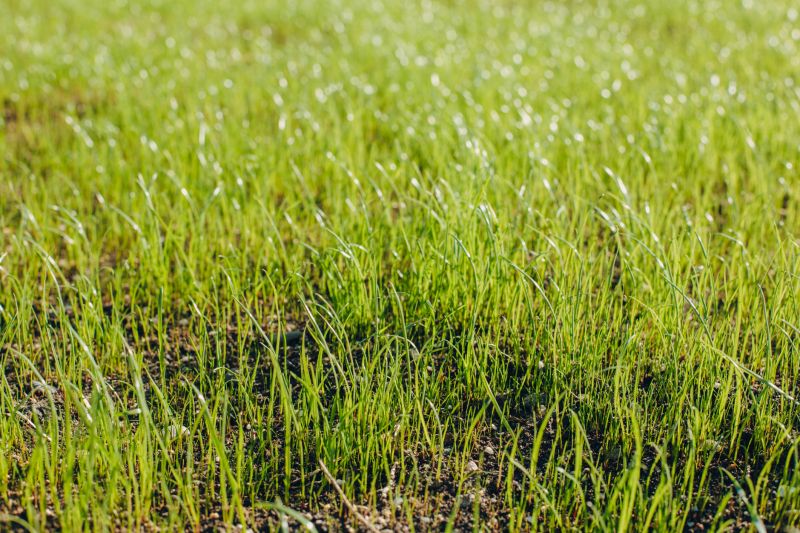 Spring Lawn Mowing