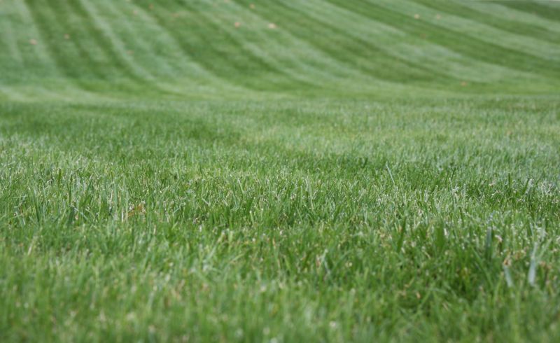 Lawn Trimming