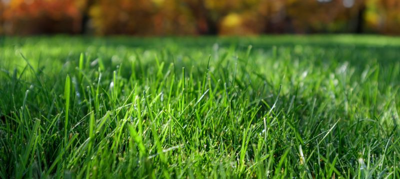 Leaves Mowing