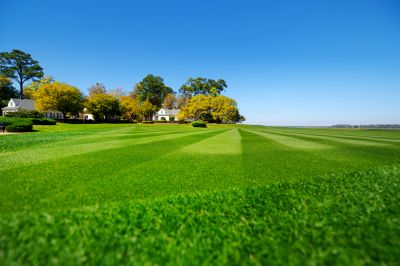 Residential Yard Mowing