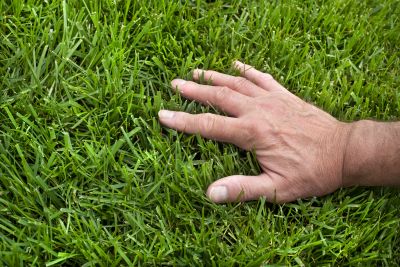 Routine Lawn Maintenance