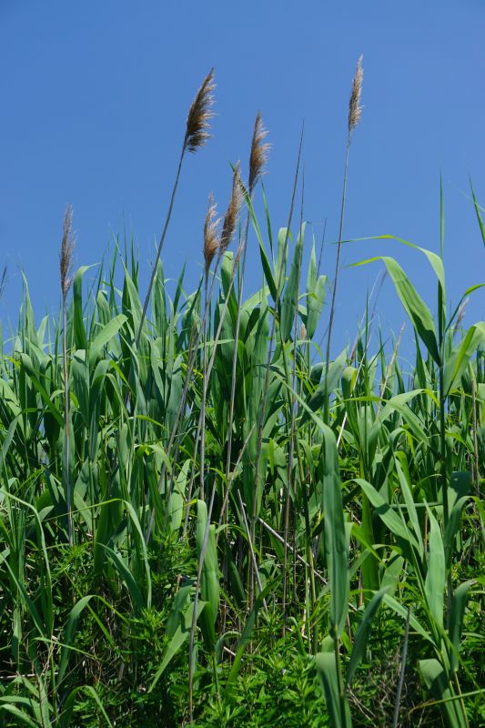 Tall Grass Cutting