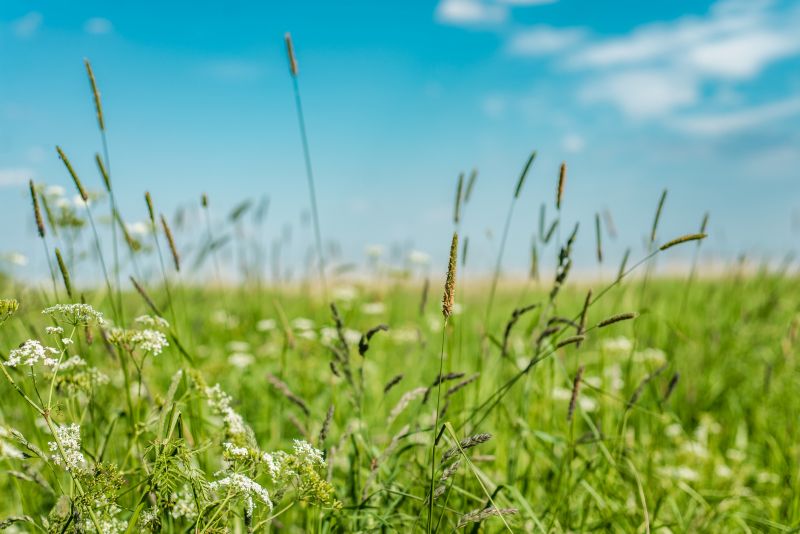 Tall Grass Cutting