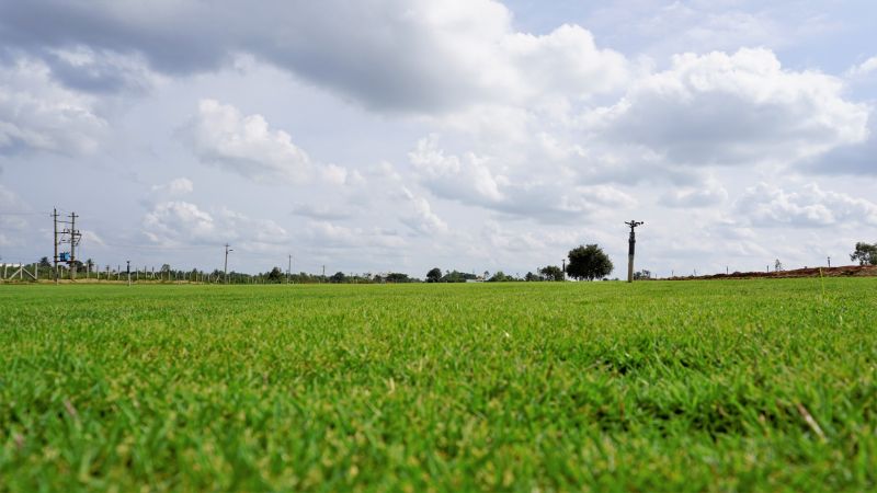 Tall Grass Mowing